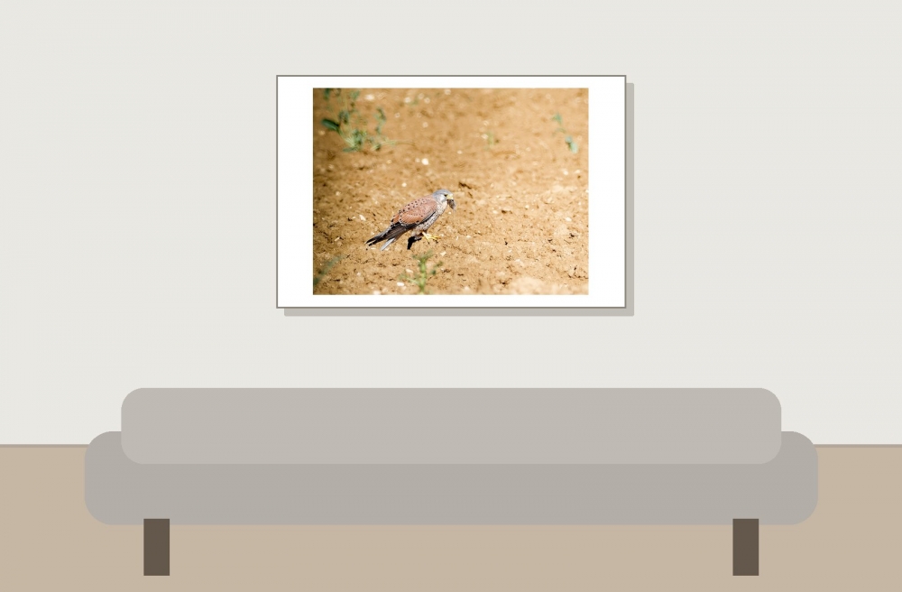 Falco Tinnunculus — Vergigny 