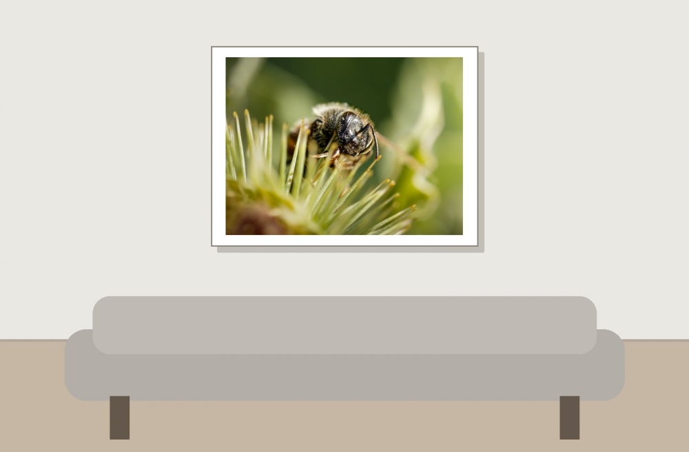 Apis Mellifera — Cheny 