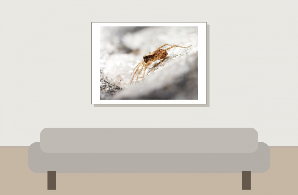 Pardosa Spec. — Les Bordes — 70 × 50 cm