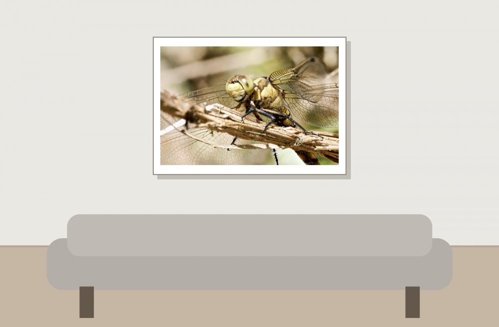 Black-tailed Skimmer in 20250516 — 70 × 50 cm