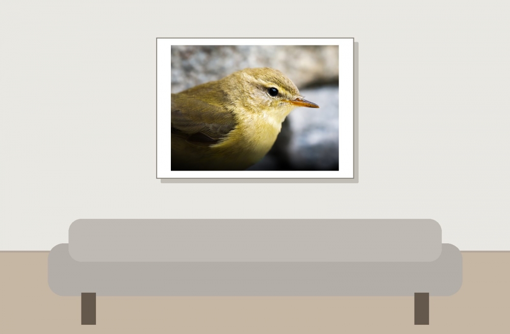 Phylloscopus Trochilus — Tignes — 70 × 50 cm