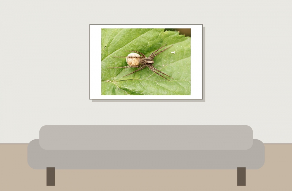 Pardosa Spec — 20250601 — 60 × 40 cm