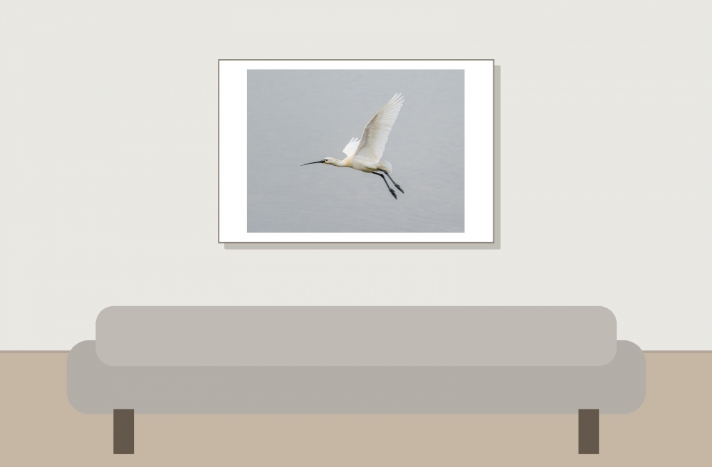 Platalea Leucorodia — 20250518 — 60 × 40 cm