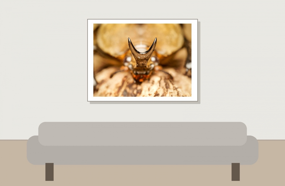 Megasoma Anubis — 20251026 — 40 × 30 cm