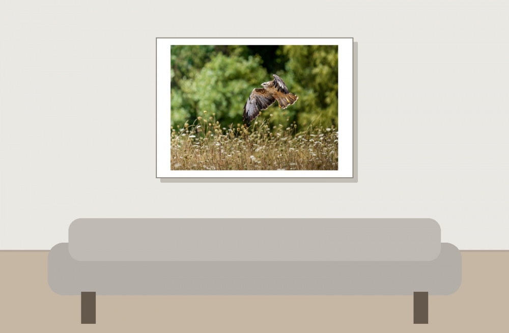 Common Buzzard in Cheny 