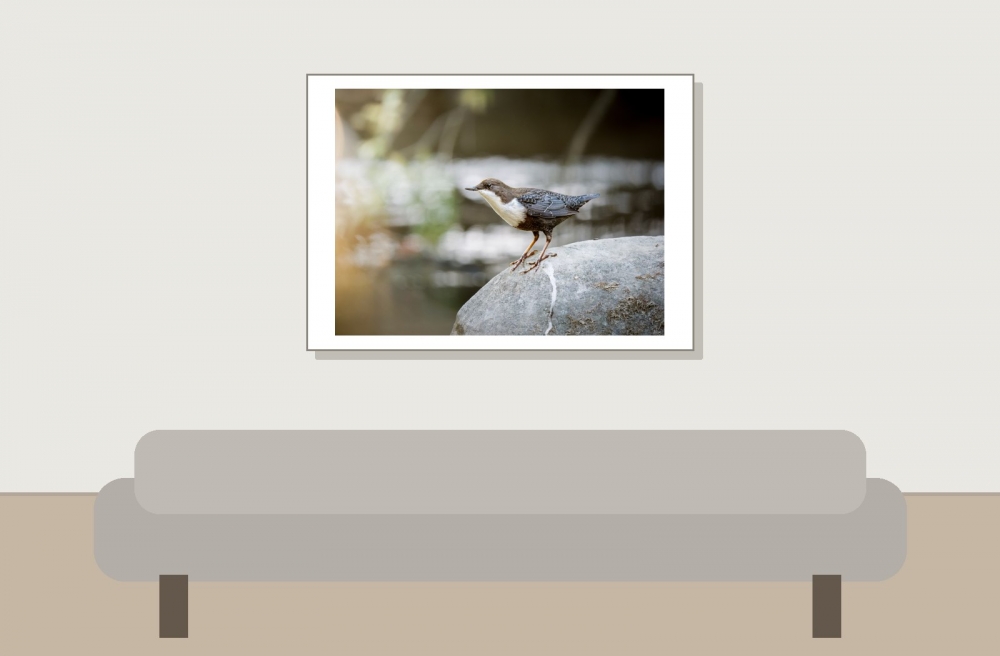 White-throated Dipper in Les Planches-en-Montagne — 70 × 50 cm