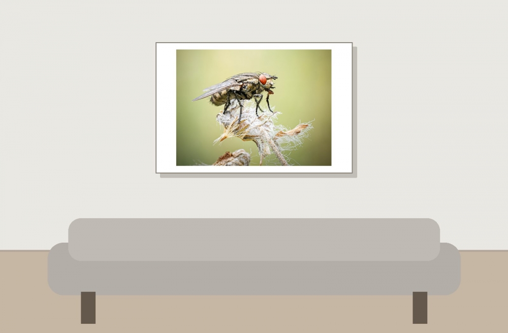Sarcophagidae Indet. — 20250812 — 60 × 40 cm