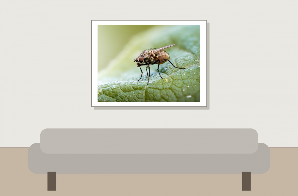 Anthomyiidae Indet — Cheny 