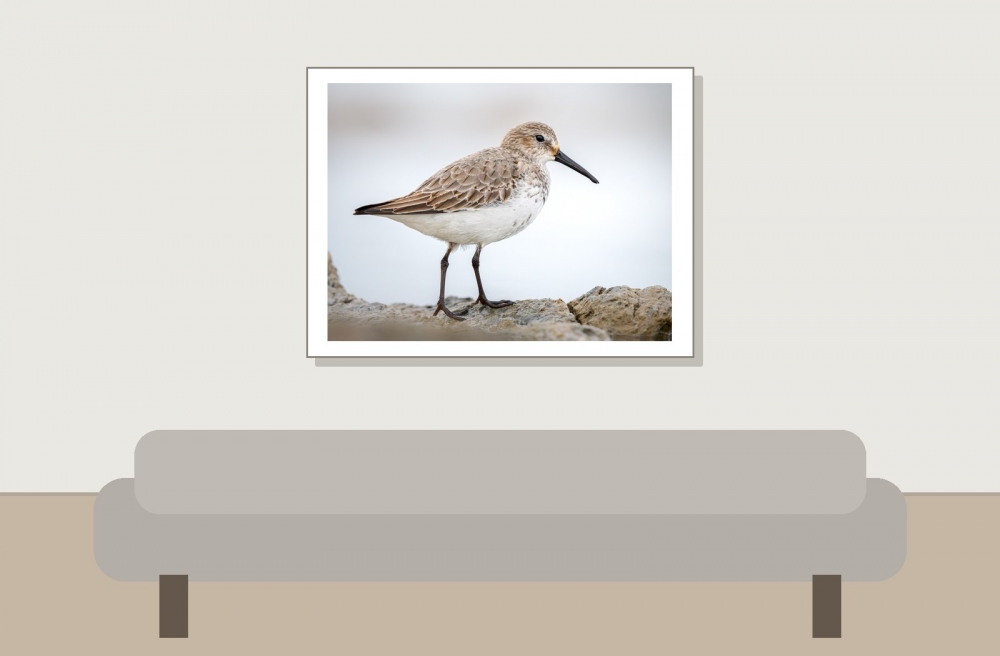 Calidris Alpina — 20251204 — 40 × 30 cm