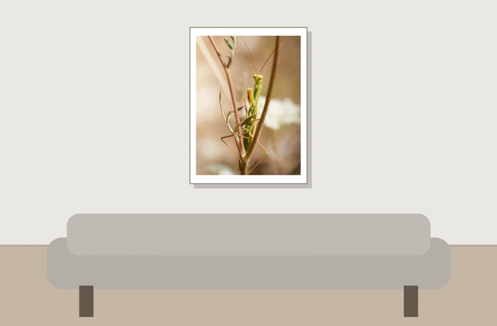 European Praying Mantis in Cheny — 30 × 40 cm