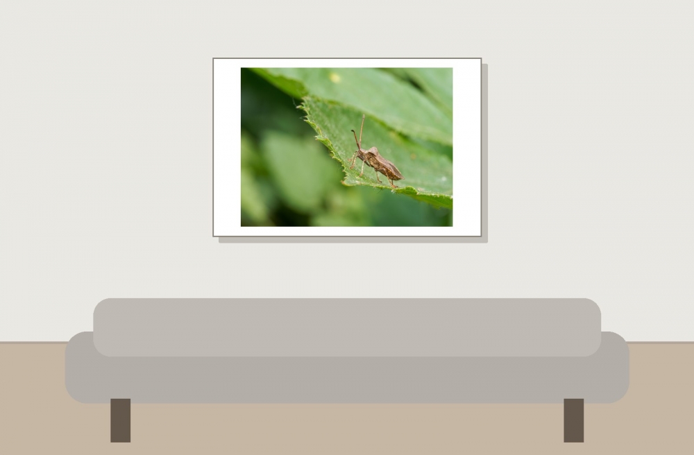 Coreus Marginatus — 20250601 — 60 × 40 cm