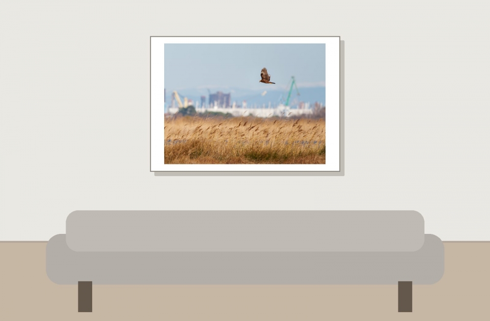 Circus Aeruginosus — 20251205 — 70 × 50 cm