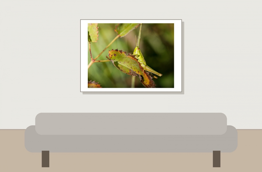 Small Gold Grasshopper in Frasne — 70 × 50 cm