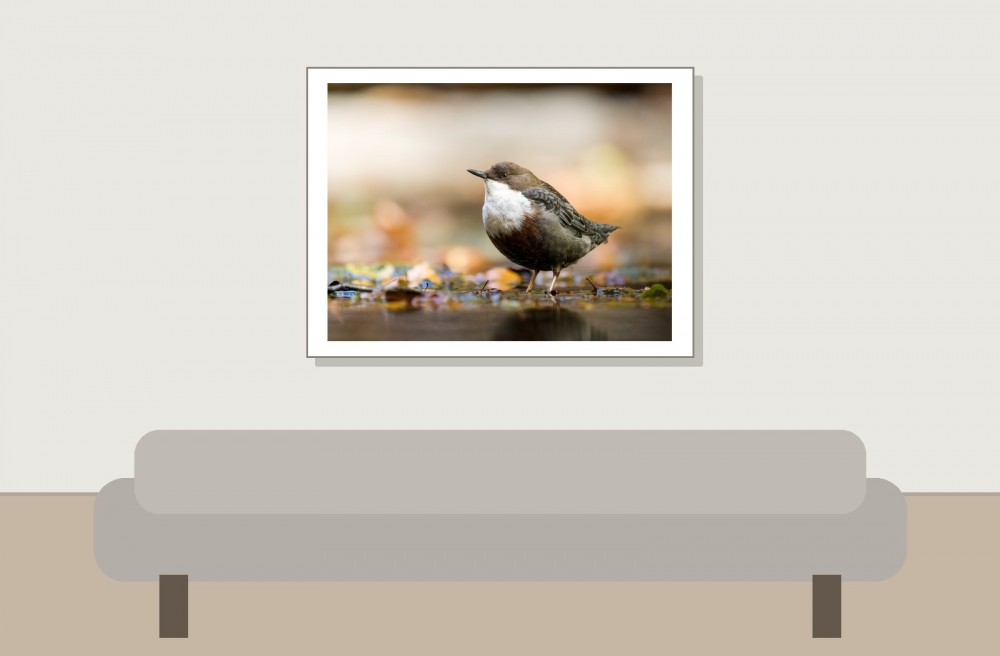 White-throated Dipper in Menétrux-en-Joux — 40 × 30 cm