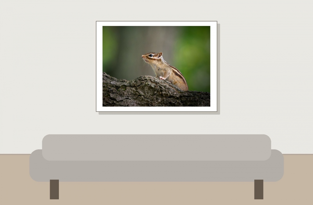 Eutamias Sibiricus — Buc — 40 × 30 cm