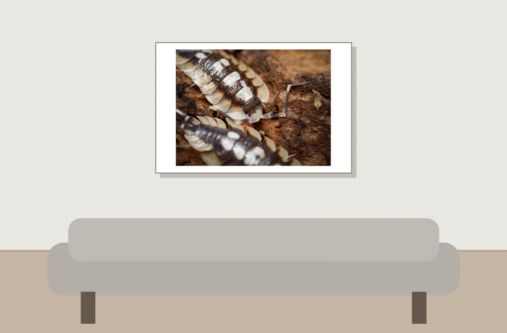 Porcellio Expansus — 60 × 40 cm
