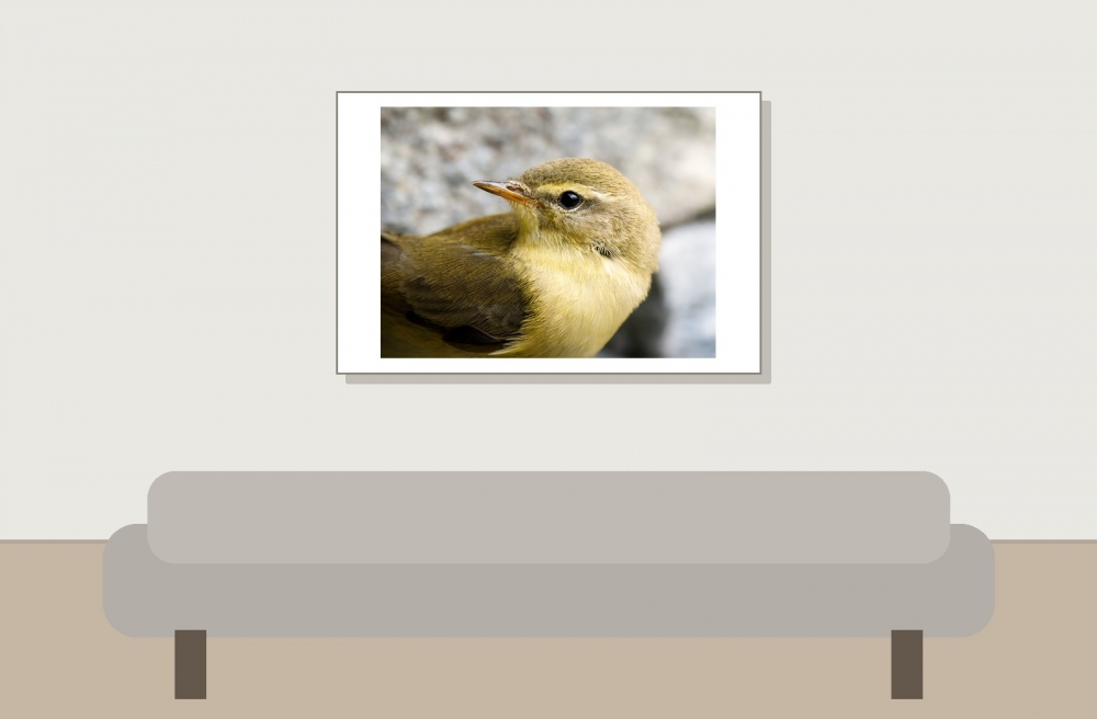 Phylloscopus Trochilus — Tignes — 60 × 40 cm
