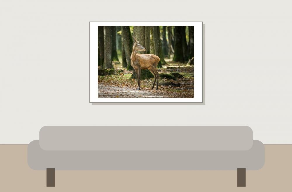Cervus Elaphus — 20251014 — 70 × 50 cm