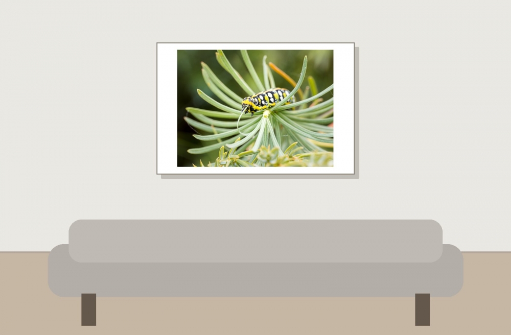Hyles Euphorbiae — 20250810 — 60 × 40 cm