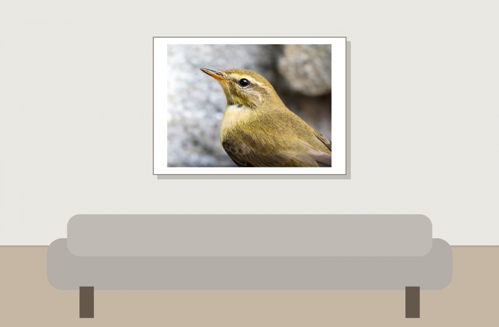 Phylloscopus Trochilus — Tignes — 70 × 50 cm