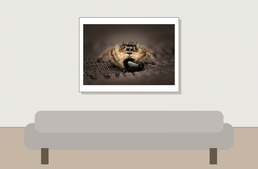 Tronc Turquoise — 20250124,25-MARVIN Phidippus Regius Okeechobee — 40 × 30 cm