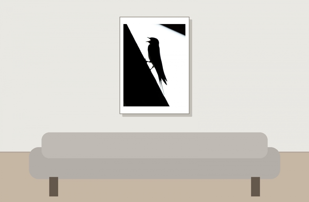 Hirundo Rustica — Rosnay — 50 × 70 cm