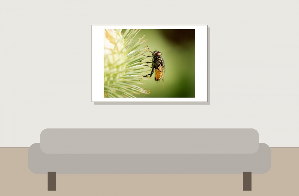 Musca Autumnalis — Cheny — 60 × 40 cm