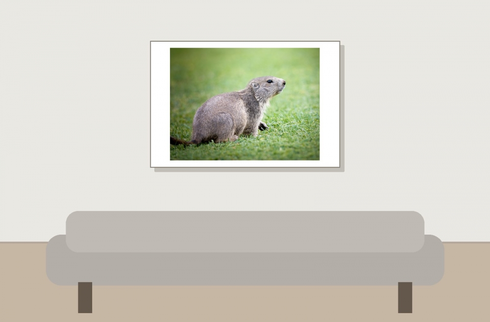 Marmota Marmota — 20250811 — 60 × 40 cm