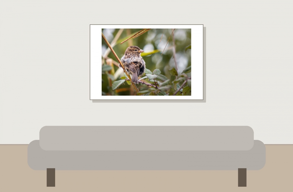 House Sparrow in 20251201 — 60 × 40 cm