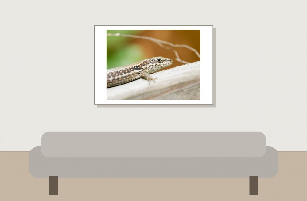 Podarcis Muralis — 20250521 — 60 × 40 cm