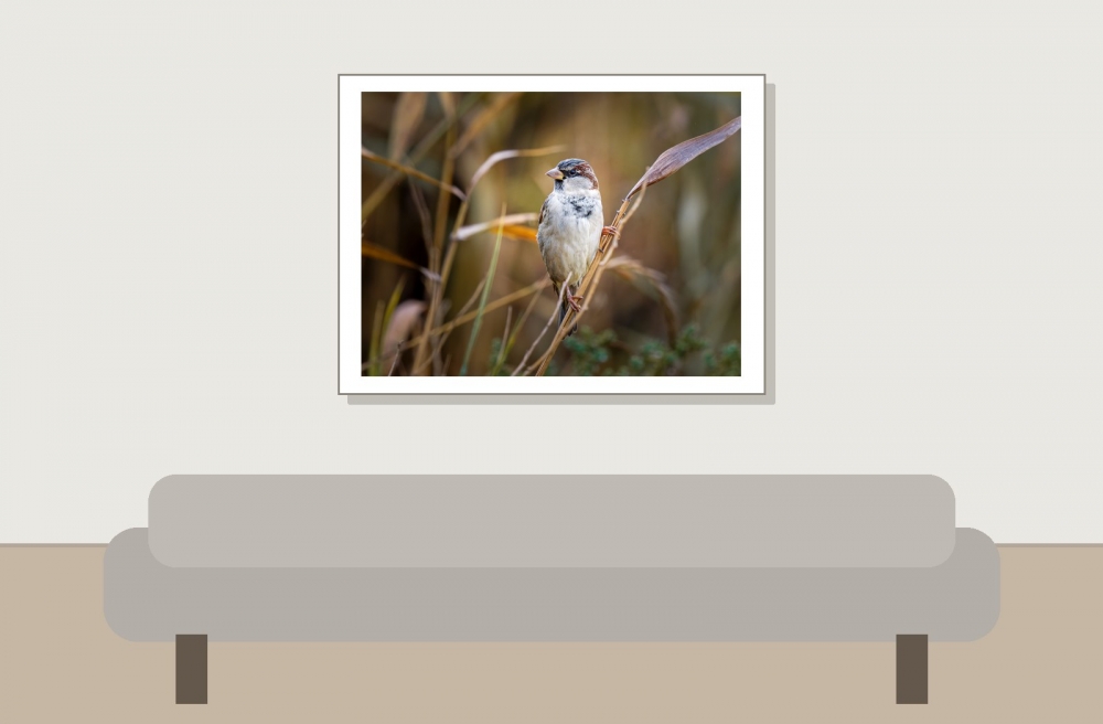 House Sparrow in 20251201 — 40 × 30 cm