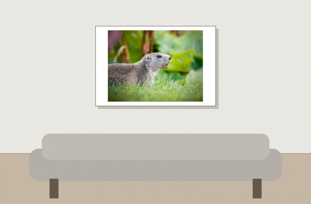 Marmota Marmota — 20250811 — 60 × 40 cm