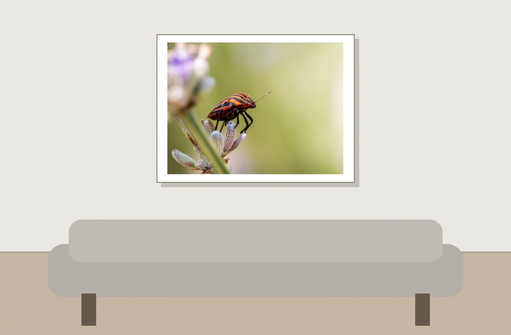 Striped Shield Bug in Venoy — 40 × 30 cm