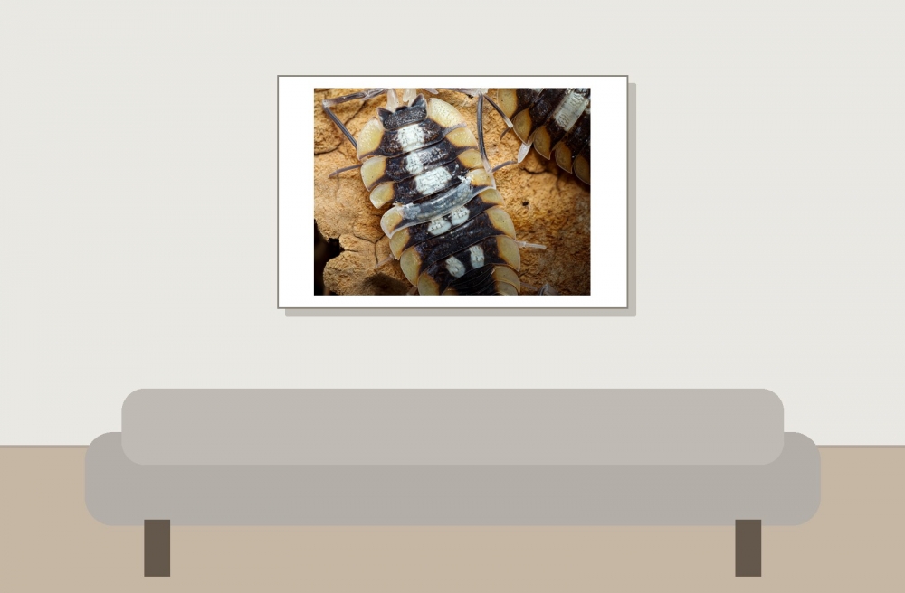 Porcellio Expansus — 60 × 40 cm