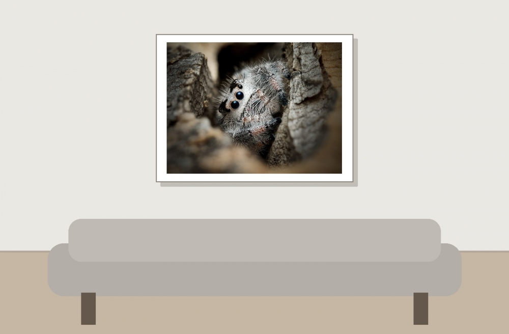 Landscape of Phidippus Regius Apalachicola — 40 × 30 cm