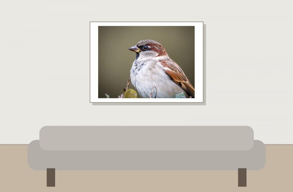 House Sparrow in 20251201 — 70 × 50 cm