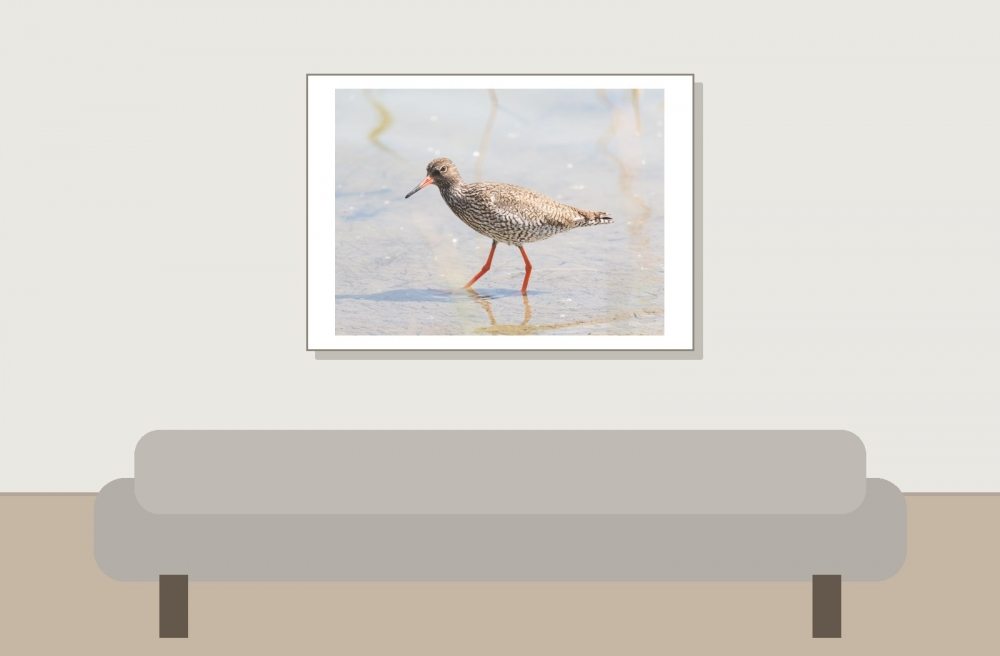 Tringa Totanus — 20250518 — 70 × 50 cm