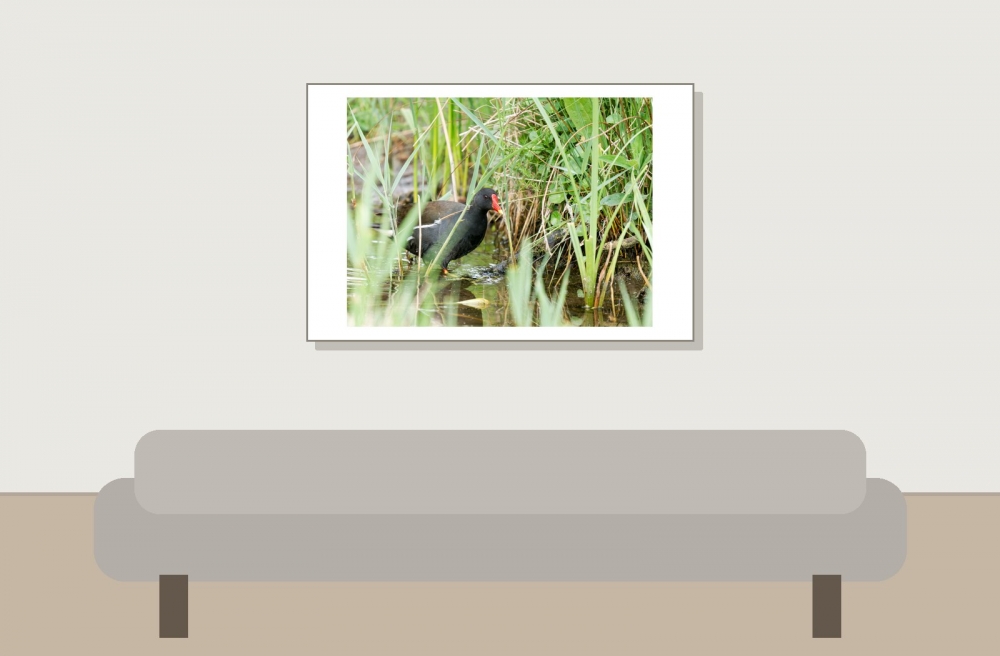 Gallinula Chloropus — 20250518 — 60 × 40 cm