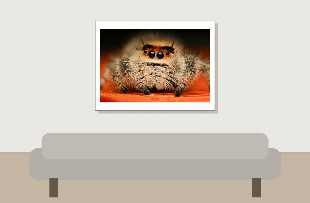 20250124,25 Abaddon Phidippus Regius Florida — 40 × 30 cm