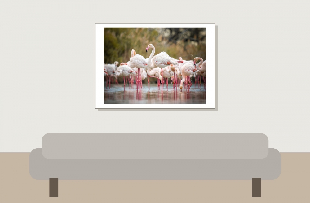Phoenicopterus Roseus — 20251201 — 70 × 50 cm