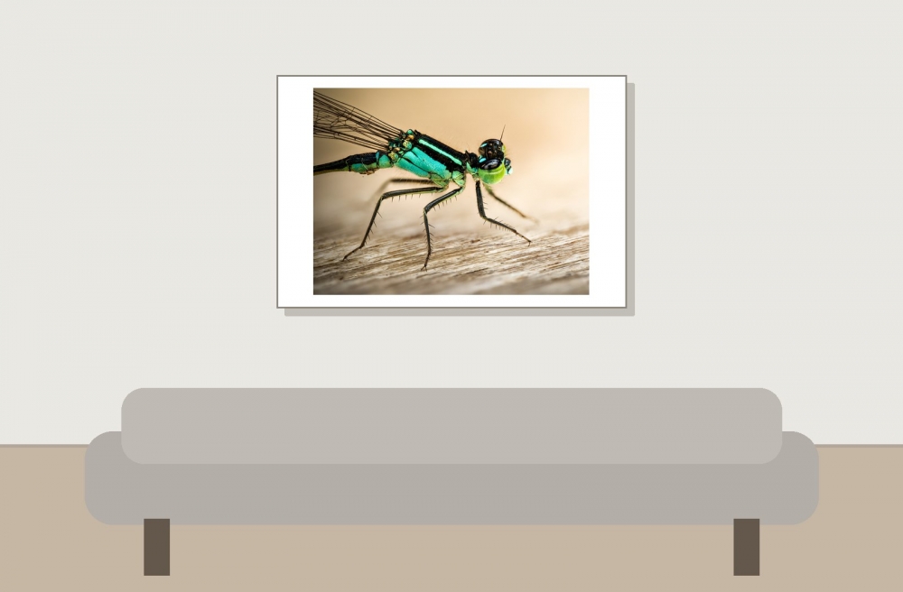 Ischnura Elegans — Mézières-en-Brenne — 60 × 40 cm