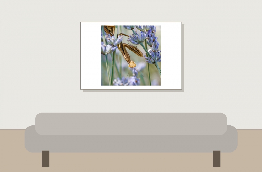 European Praying Mantis in Venoy — 60 × 40 cm
