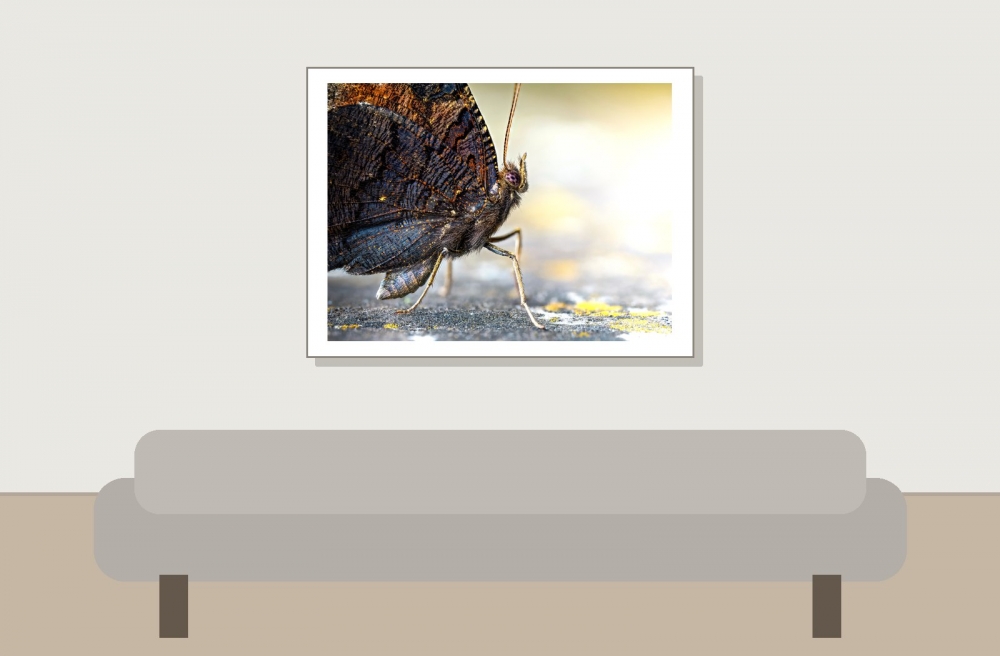 Aglais Io — Sceaux — 40 × 30 cm