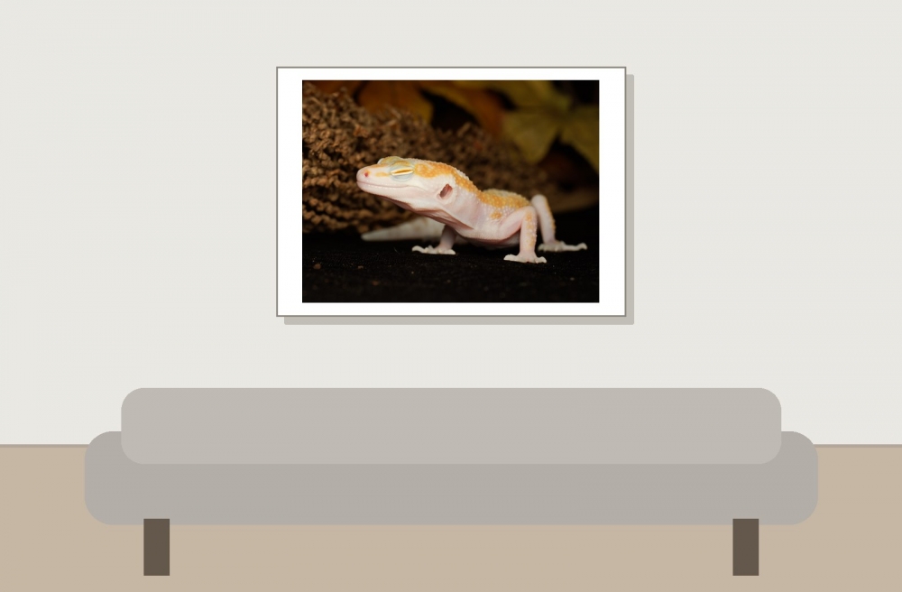 Eublepharis Macularius — 20251114-2025-11-15 — 70 × 50 cm
