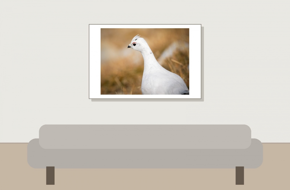 Lagopus Muta 211 — Saint-Agnan-en-Vercors — 60 × 40 cm