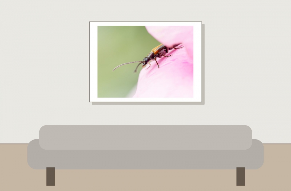 Oedemera Femorata — 20250521 — 70 × 50 cm