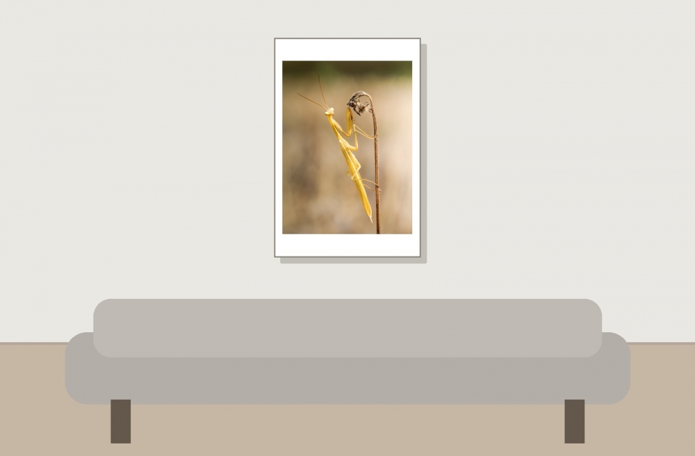 European Praying Mantis in Venoy — 40 × 60 cm