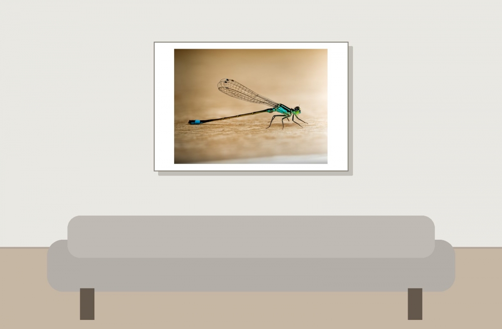 Ischnura Elegans — Mézières-en-Brenne — 60 × 40 cm