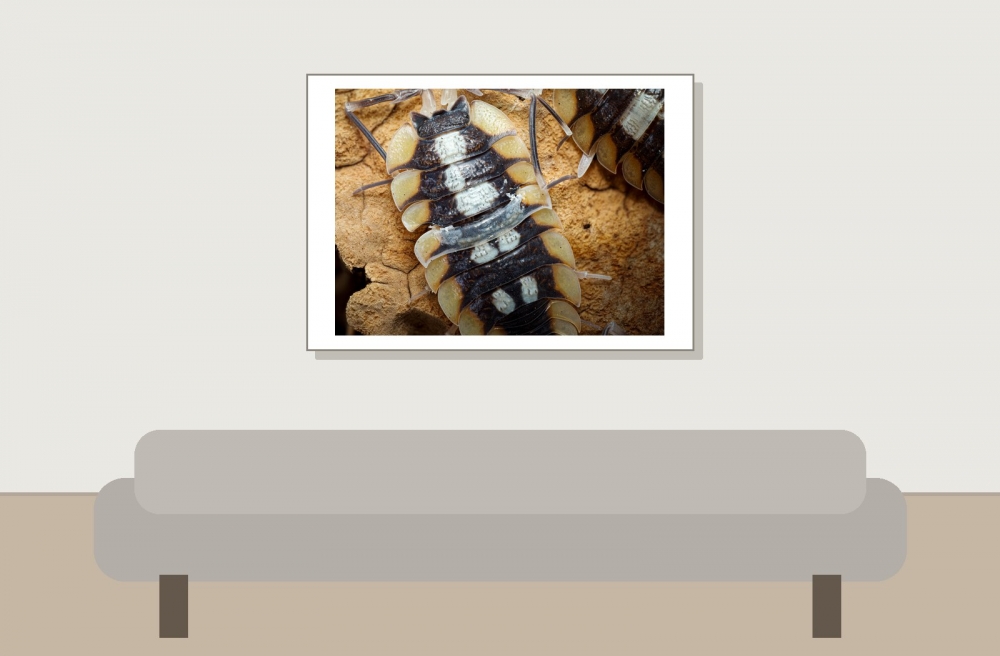 Porcellio Expansus — 70 × 50 cm