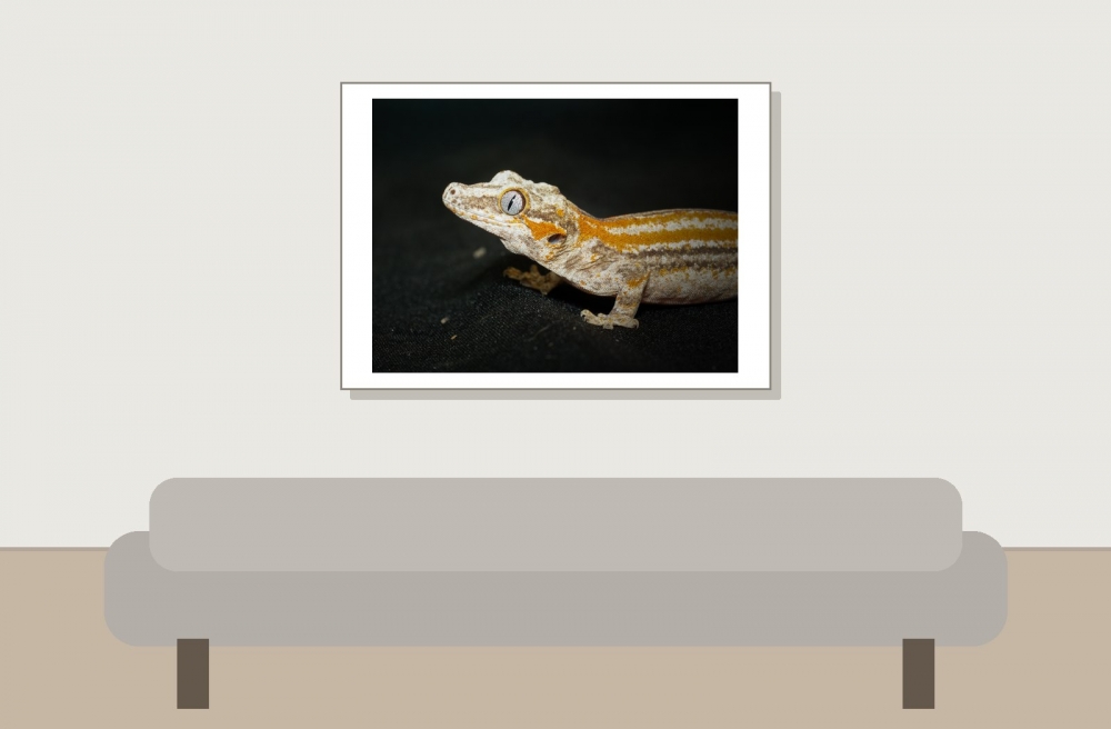 Rhacodactylus Auriculatus — 20251115-2025-11-15 — 70 × 50 cm